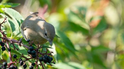 Garden Warbler