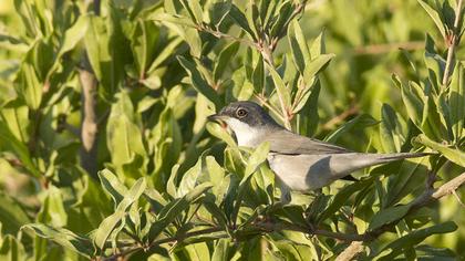 Menetries`s Warbler