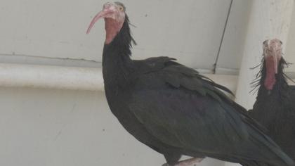 Northern Bald Ibis
