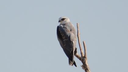 Black-winged Kite