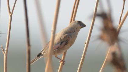 Desert Finch