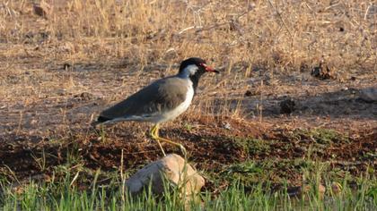 Red-wattled Lapwing
