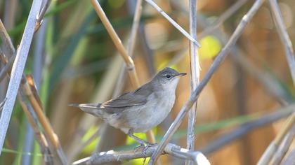 Savi`s Warbler