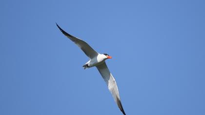 Caspian Tern