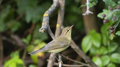 Willow Warbler