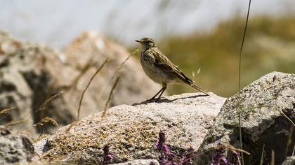Water Pipit