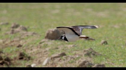Northern Lapwing