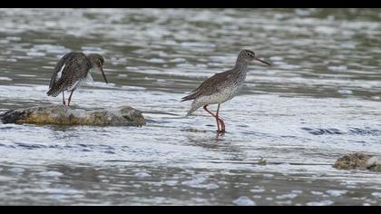 Common Redshank