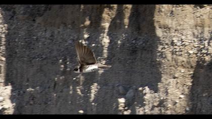 Sand Martin