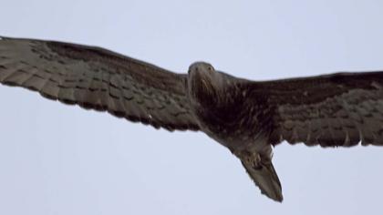 European Honey Buzzard
