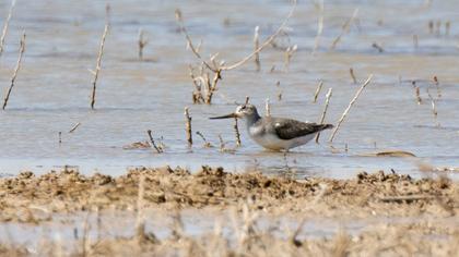Terek Sandpiper