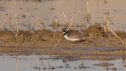 Common Ringed Plover