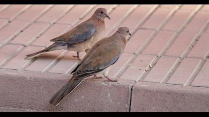 Laughing Dove