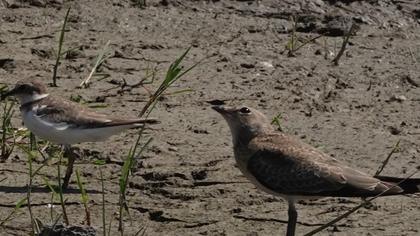 Collared Pratincole