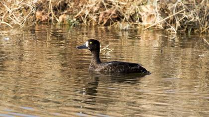 Tufted Duck