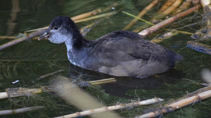 Eurasian Coot