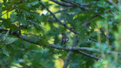 Semicollared Flycatcher