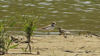 Kentish Plover
