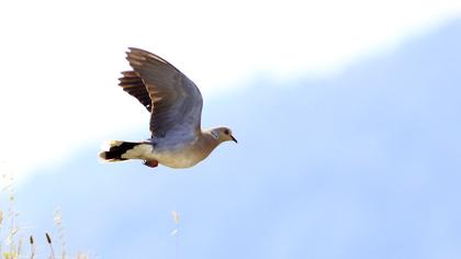 Eurasian Collared Dove