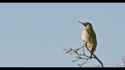 European Green Woodpecker