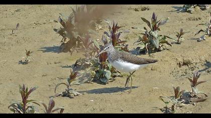 Green Sandpiper
