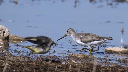 Terek düdükçünü