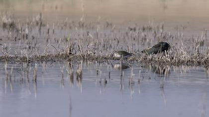 Curlew Sandpiper