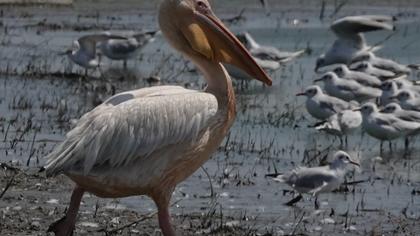 Great White Pelican