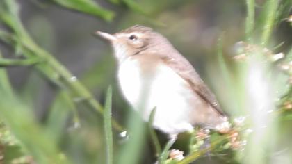 Booted Warbler