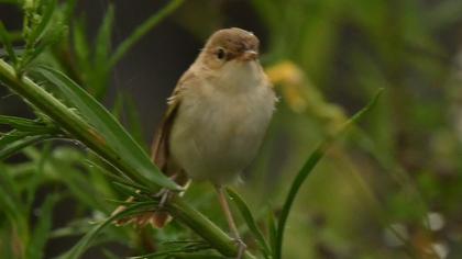 Booted Warbler