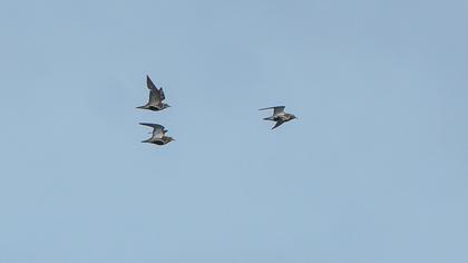 European Golden Plover