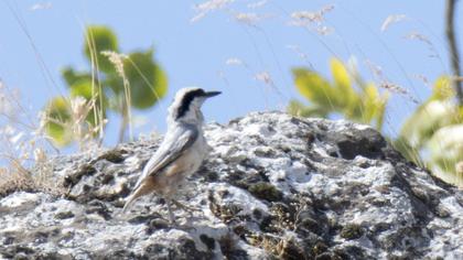 Eastern Rock Nuthatch