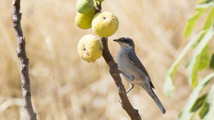 Eastern Orphean Warbler