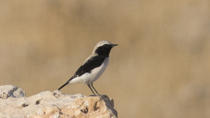 Finsch`s Wheatear