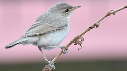 Booted Warbler
