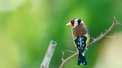 European Goldfinch