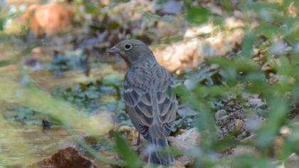 Cinereous Bunting