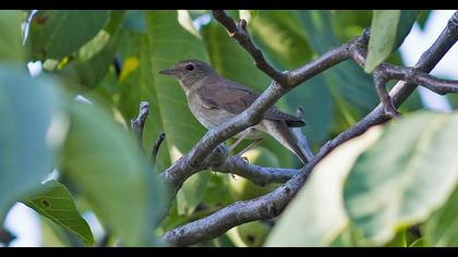 Thrush Nightingale