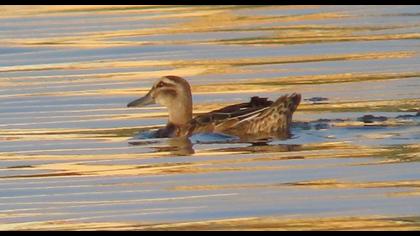Garganey