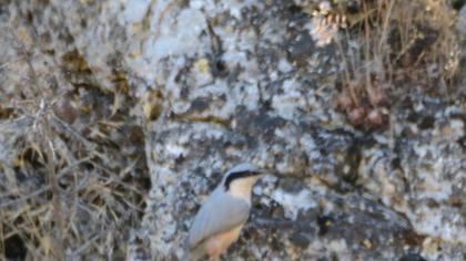 Eastern Rock Nuthatch