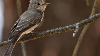 Spotted Flycatcher
