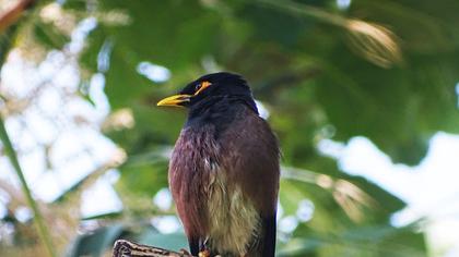 Common Myna