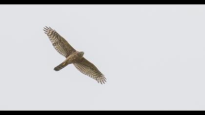 Northern Goshawk