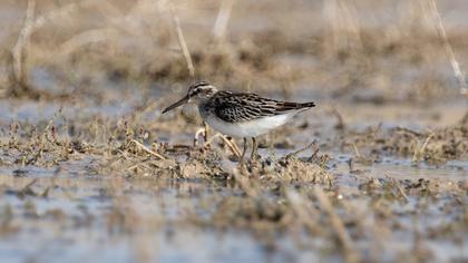 Broad-billed Sandpiper