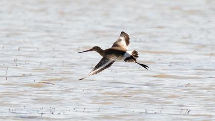 Black-tailed Godwit
