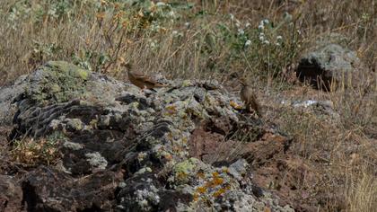 Ortolan Bunting