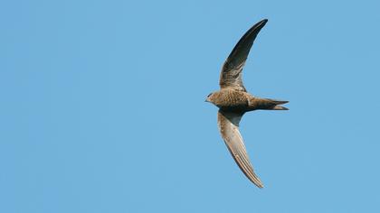 Pallid Swift