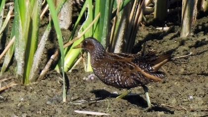 Spotted Crake