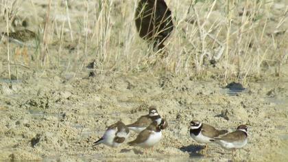 Common Ringed Plover