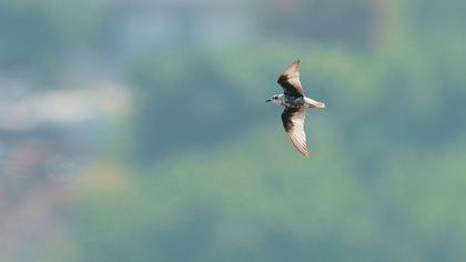 White-winged Tern